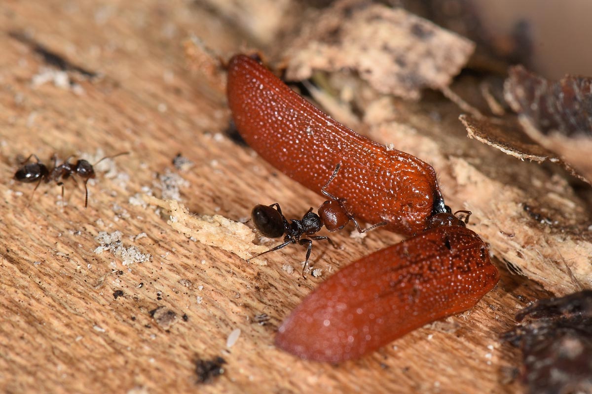 Bostrichidae: Bostrichus capucinus